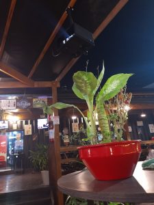 Nosso Quintal Haydee Bar