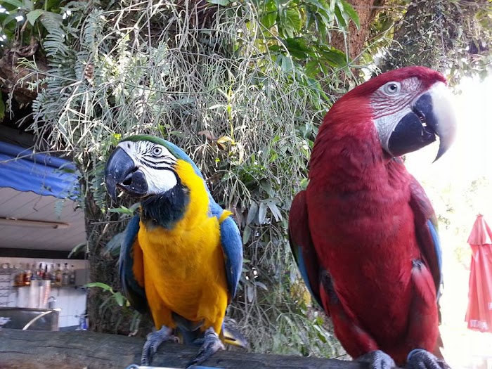 Rancho Arara Azul